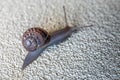 Snail on the textured Wall heading to its destination