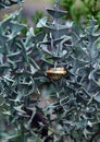 Snail on the thorn bush plants Royalty Free Stock Photo