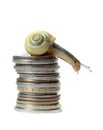 Snail on top of coins