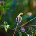 snail on top of a plant after rain Royalty Free Stock Photo
