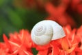 a snail on the top of red flower Royalty Free Stock Photo