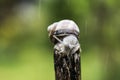 A snail on the top of a stick Royalty Free Stock Photo