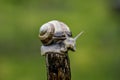 A snail on the top of a stick Royalty Free Stock Photo