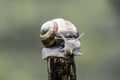 A snail on the top of a stick Royalty Free Stock Photo