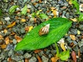 Snail on top of wet leaves Royalty Free Stock Photo