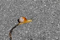 Snail trail on asphalt, single snail.