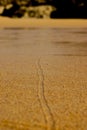 Snail trail in the sand