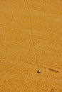 Snail trail in the sand