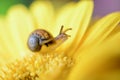 Snail trail, small mollusc crawling on a yellow gerbera Royalty Free Stock Photo