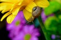 Snail trail, small mollusc crawling on a yellow gerbera Royalty Free Stock Photo