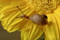 Snail trail, small mollusc crawling on a yellow gerbera Royalty Free Stock Photo