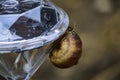 Snail-traveler explores garden flashlight