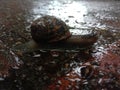 A snail traveling through a puddle in the rain
