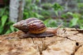 Snail traveling on stump with natural green