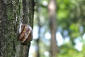 Snail on the tree