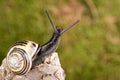 Snail on tree branch