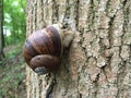 Snail on the tree branch Royalty Free Stock Photo