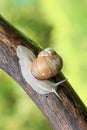 Snail on tree branch