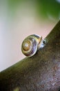 Snail on a tree Royalty Free Stock Photo