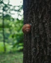 Snail and tree