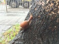 A snail on a tree