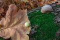 Snail on a tree trunk or log covered by green moss. Closeup view of small land gastropod mollusk in autumn forest. Concept of