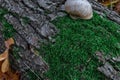 Snail on a tree trunk or log covered by green moss. Closeup view of small land gastropod mollusk in autumn forest. Concept of