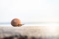 Snail tring slide moving forward at sunlight. Royalty Free Stock Photo