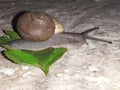 snail   tropical snail   evening and snail    snail walk   snail and leaf   nature Royalty Free Stock Photo