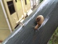 A snail and a insect in a iron bar