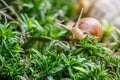 Snail in undergrowth