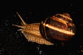 Snail is a unique living creature that is protected by a shell and can live not only in the wild, but also at home. Royalty Free Stock Photo