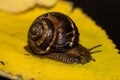 Snail is a unique living creature that is protected by a shell and can live not only in the wild, but also at home. Royalty Free Stock Photo