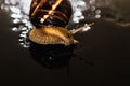Snail is a unique living creature that is protected by a shell and can live not only in the wild, but also at home. Royalty Free Stock Photo