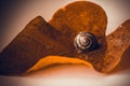 Snail is a unique living creature that is protected by a shell and can live not only in the wild, but also at home. Royalty Free Stock Photo