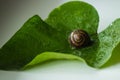 Snail is a unique living creature that is protected by a shell and can live not only in the wild, but also at home.