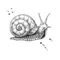 Snail vector drawing. Hand drawn isolated sketch. Engraved anima