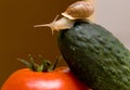 Snail on vegetables Royalty Free Stock Photo