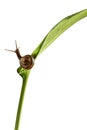 Snail on a vertical leaf looking up