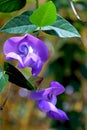 Snail vine, vigna caracella