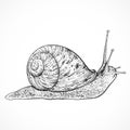 Snail. Vintage hand drawn vector