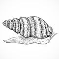 Snail. Vintage hand drawn vector