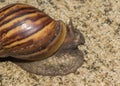 Snail walk on concrete floor Royalty Free Stock Photo