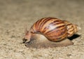 Snail walk on concrete floor Royalty Free Stock Photo