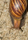 Snail walk on concrete floor Royalty Free Stock Photo