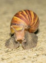 Snail walk on concrete floor Royalty Free Stock Photo