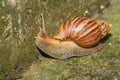 Snail walk on concrete floor Royalty Free Stock Photo