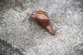 Snail walk on the rough ground.