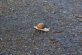 Snail on the walk