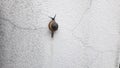 Closed up snail walk on wall